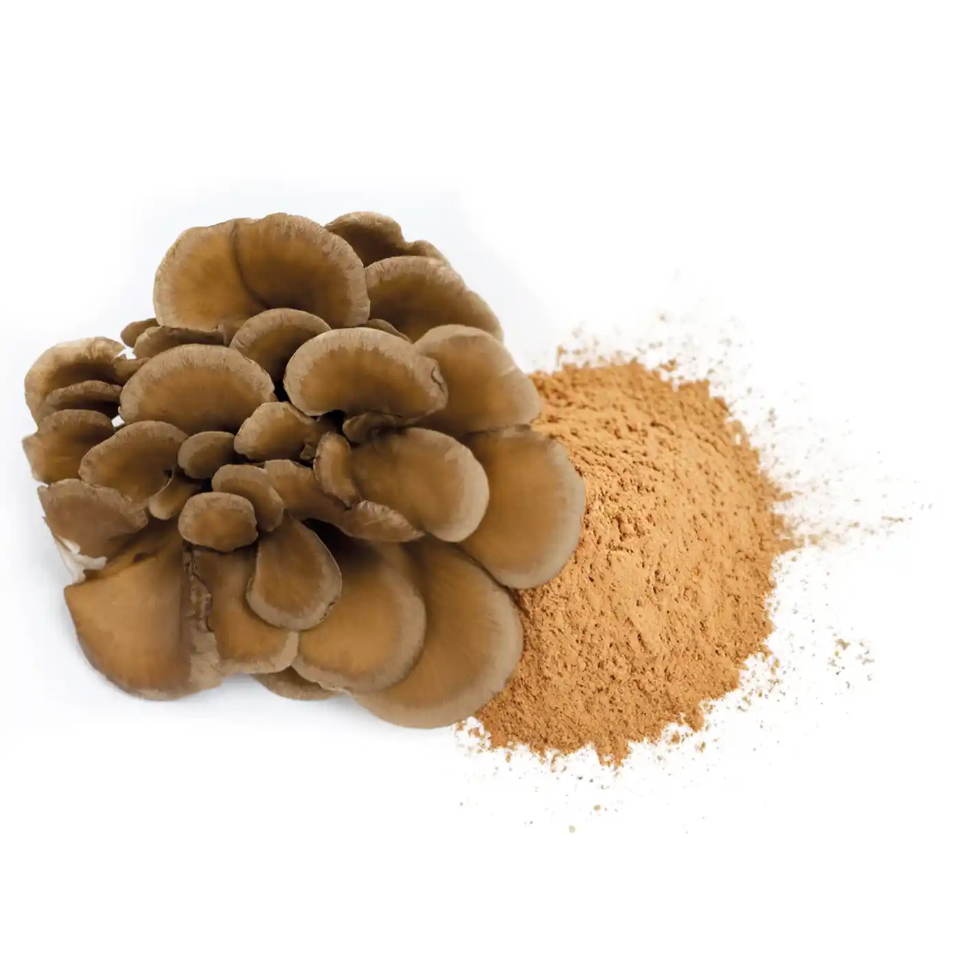 Maïtaké en poudre Bio 150G - Image 5